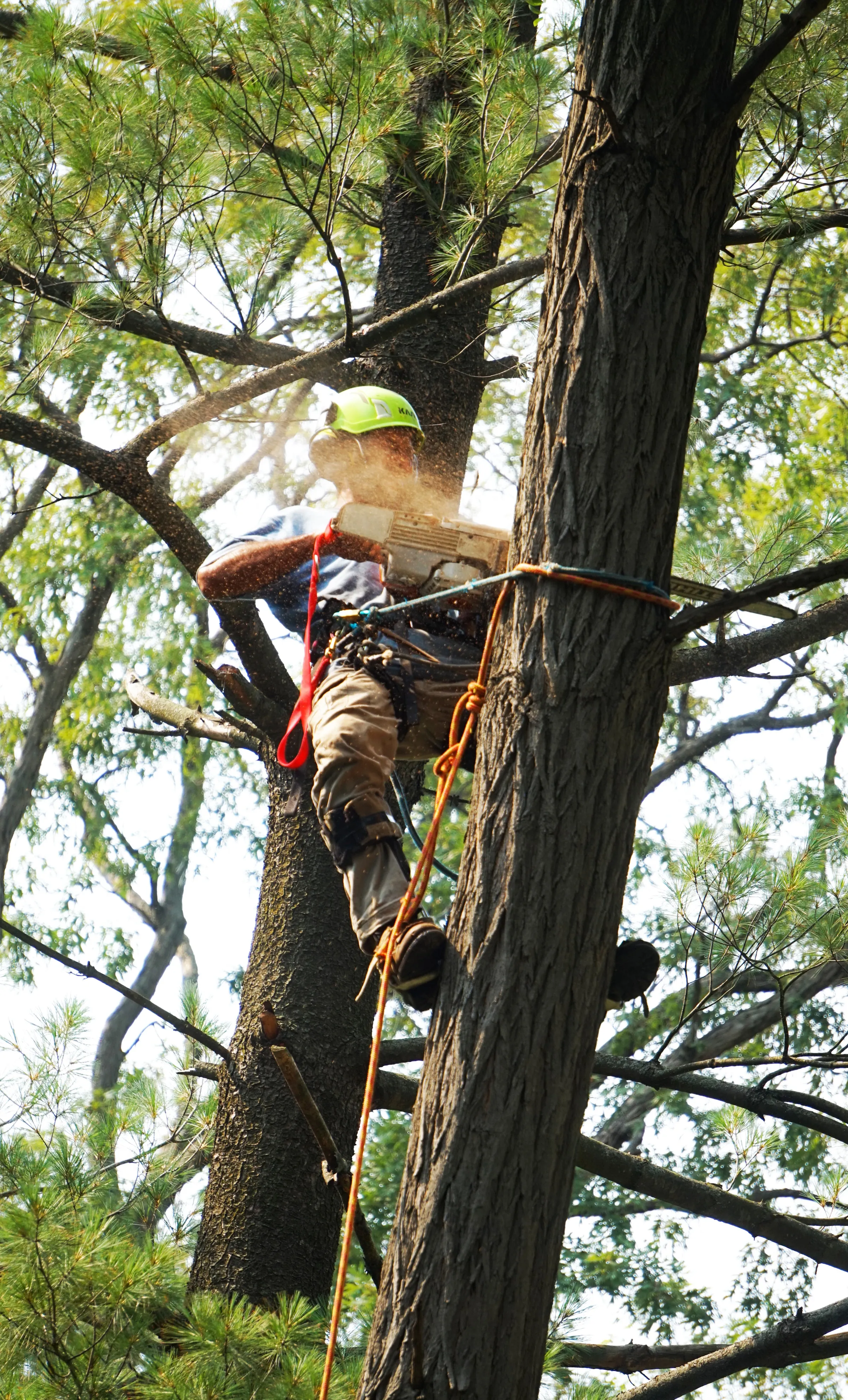 Arborist